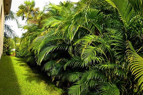 Palm Tree Landscaping Ideas: Indoor and outdoor Palm Paradise Jay ...