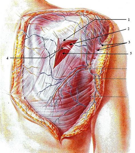 Sign in | Myofascial release, Myofascial, Fascia