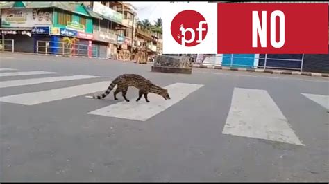 Was a Rare Malabar Civet Spotted in India During the Coronavirus ...