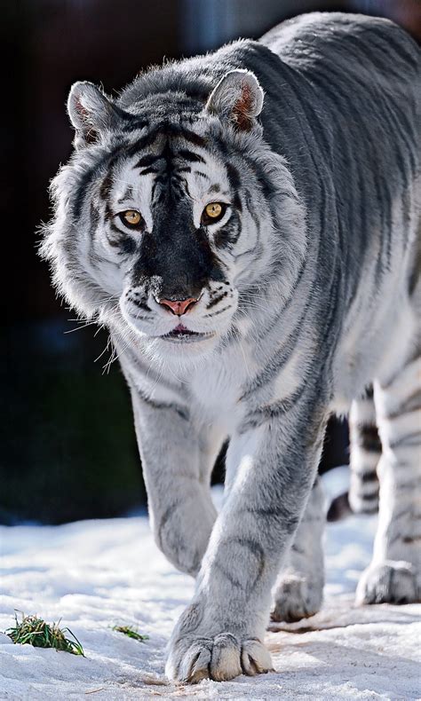 An artist's rendering of a Maltese tiger, with the grey hue ...