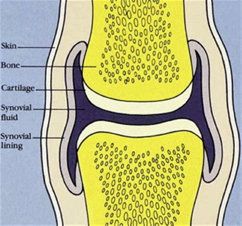 Synovium & Synovial Fluid - Basic Science - Orthobullets