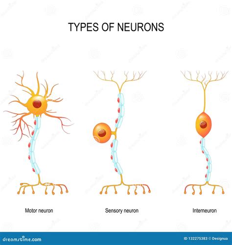 Tipos De Neuronas Sensoriales