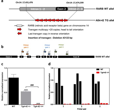 Transgene integration causes RARB downregulation in homozygous Tg4–42 ...