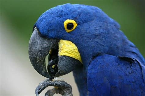 Proper diet for Gold Parrot Macaw | AnimalsSale