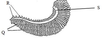 The diagram below shows the structure of a gill of a bony fish ...