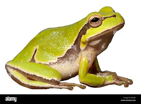 Common tree frog against a white background (rendered Stock Photo - Alamy