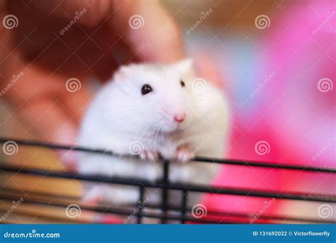 Cute White Exotic Little Baby Winter White Dwarf Hamster on Owner Hand ...