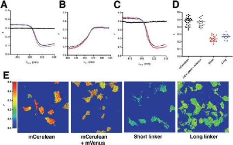 Measurement of FRET by fluorescence polarization microscopy. A ...