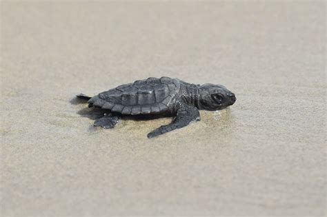 Sea Turtle Hatchlings Found in Louisiana, Head to the Ocean — See Photos