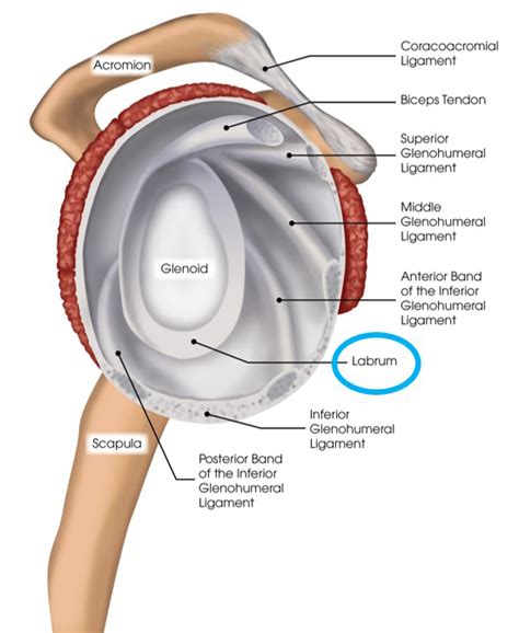 Shoulder Anatomy Labrum - Anatomical Charts & Posters