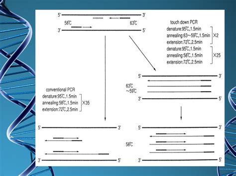 Types of pcr