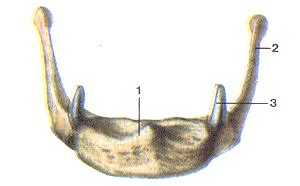 Подъязычная кость (os hyoideum) » Анатомия человека, анатомия, анатомия ...