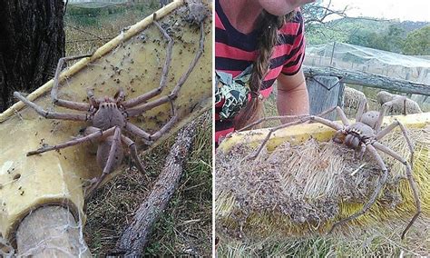 Giant Huntsman Spider v Titanomyrma gigantea - Carnivora