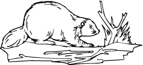 Beaver Coloring Pages - Best Coloring Pages For Kids