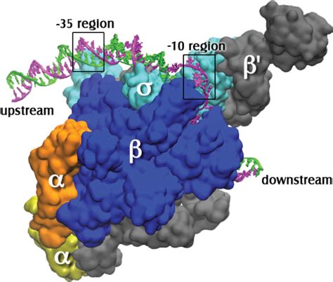 Biomolecules | Free Full-Text | Base Flipping in Open Complex Formation ...