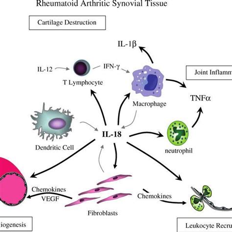 Targets for IL-18directed therapy in rheumatoid arthritis. a IL-18 ...