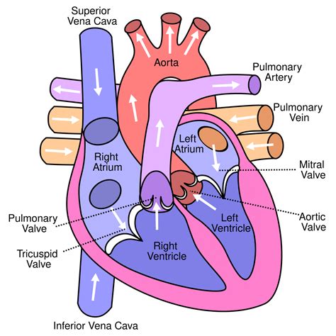 File:Diagram of the human heart (valves improved).svg - Wikipedia