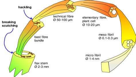 5: Schematic representation of the flax plant and flax fibres from stem ...