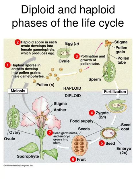 PPT - Diploid and haploid phases of the life cycle PowerPoint ...