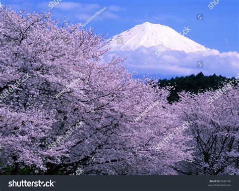 Cherry Blossoms Mount Fuji Stock Photo 8342146 | Shutterstock