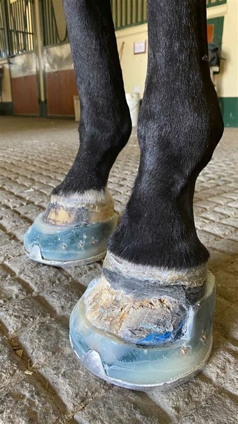 Eradicate White Line Disease with Expert FormaHoof Care!