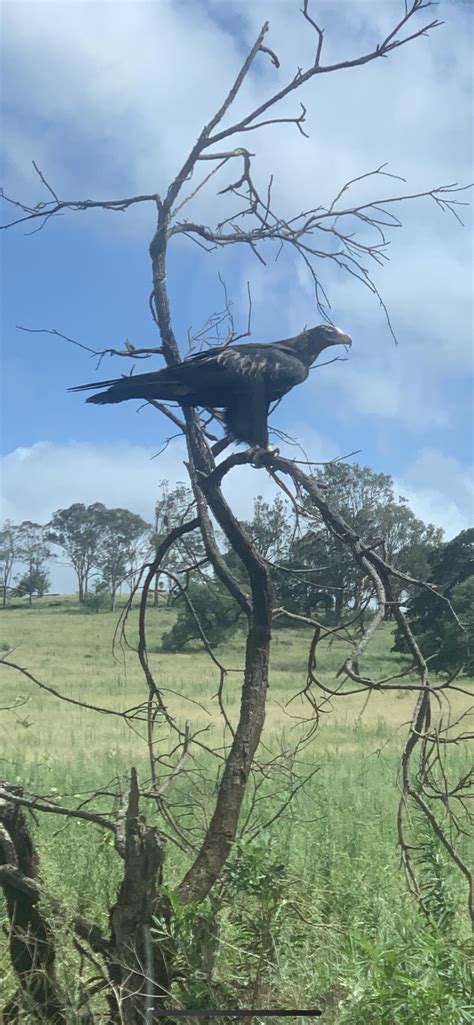 Wedgetail Eagle : r/australianwildlife