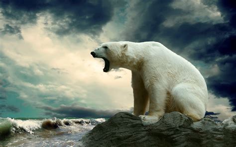 Polar Bear Wallpapers - Wallpaper Cave