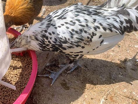 Silver Spangled Hamburg Chicken - Chicks for Sale | Cackle Hatchery®