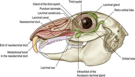 Ophthalmic Diseases | Veterian Key