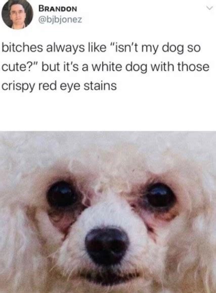 bitches always like "isn't my dog so cute?" but it's a white dog with ...