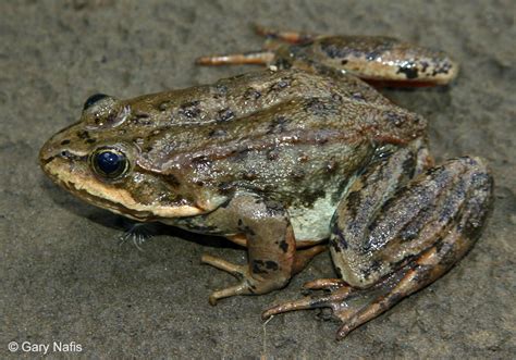 Columbia Spotted Frog - Rana luteiventris