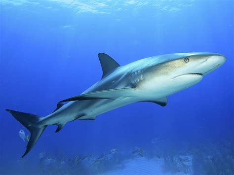 Do Sharks Sleep? | Britannica