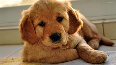 Cute Golden Retriever Puppies Wallpaper (56+ images)