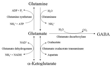 Glutamate & Dopamine - Co-transmission of Glutamate from Dopamine ...