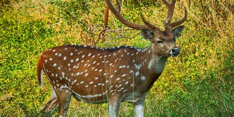 Spotted Deer Wild Animal | Facts, Information, & Habitat