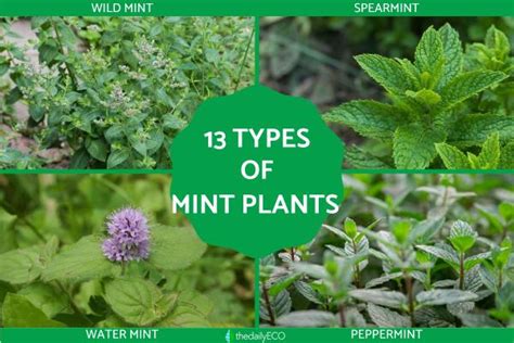 13 Different Types of Mint Plants - Names, Characteristics and Photos