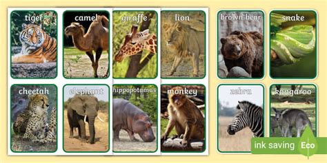 Land Animals Photo Flashcards (l'enseignant a fait) - Twinkl