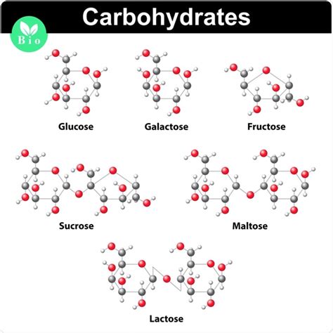 Carbohydrate Structure