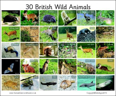 30 British Wild Animals - Photographic – 3110 | Teaching Resources ...