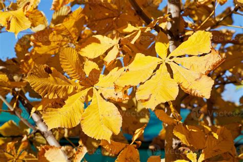 autumn leaves of horse chestnut tree 11441355 Stock Photo at Vecteezy