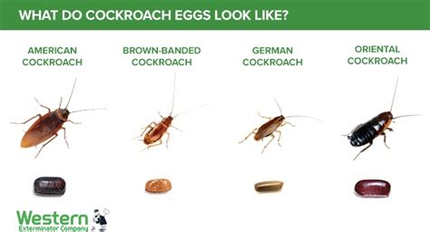 Cockroach eggs in your house | Western Exterminator