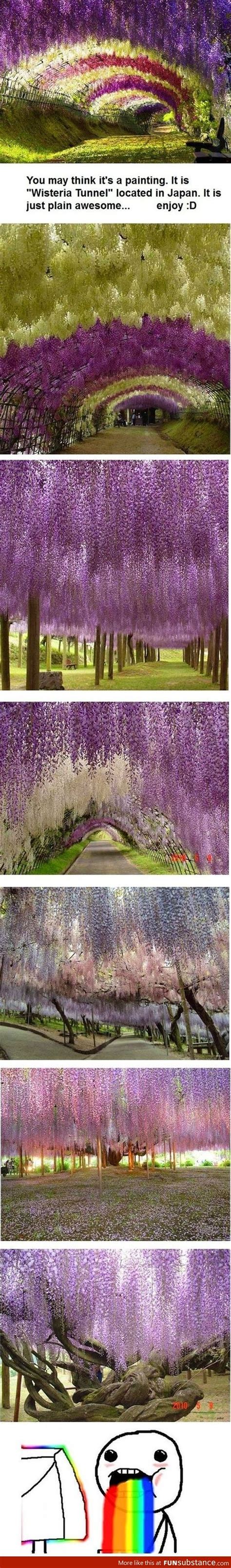 Tree tunnel - FunSubstance.com | Wisteria, Wisteria tunnel, Cool places ...