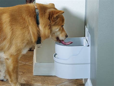 The Best Automatic Waterers for Dogs & Cats - IneptHomeowner