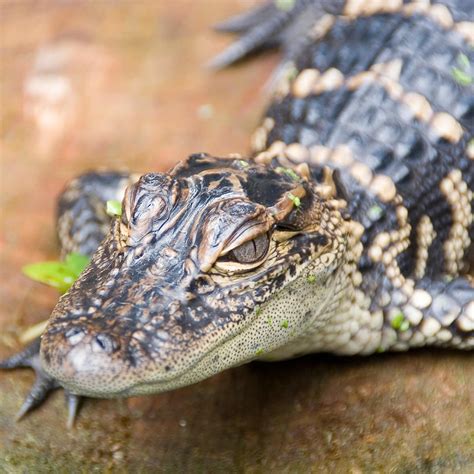 Arkansas Alligator Farm in Hot Springs National Park, AR