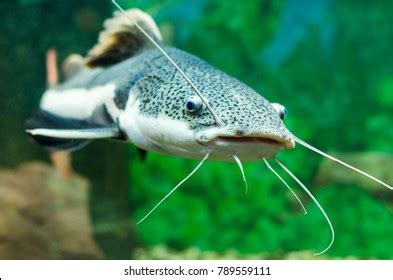 47,960 Catfish Royalty-Free Photos and Stock Images | Shutterstock