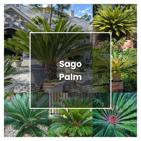 How to Grow Sago Palm - Plant Care & Tips | NorwichGardener