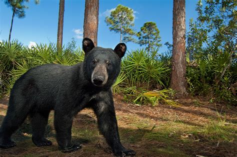 Bears in the Everglades | Everglades Adventure | Everglades Tours ...