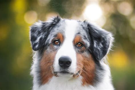 Australian Shepherd Grooming: The Essential Guide with Pictures of ...