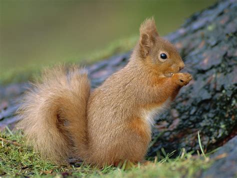 Squirrel | Wild Life World