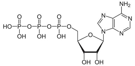 Adenosine Triphosphate (ATP) - Definition, Structure and Function